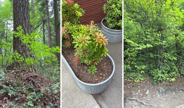 Trees and potted plants reconstructed with adaptive spatio-temporal Gaussian splatting